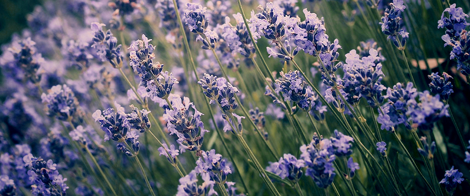 正规渠道的网页DDOS攻击平台